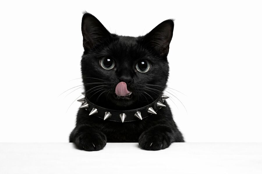 Nior, paws on the ledge, blep engaged