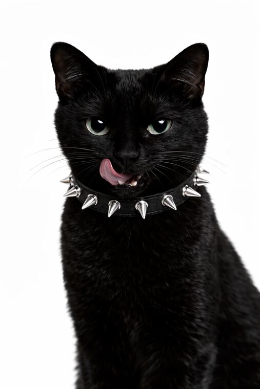 The Blep Collectible — portrait