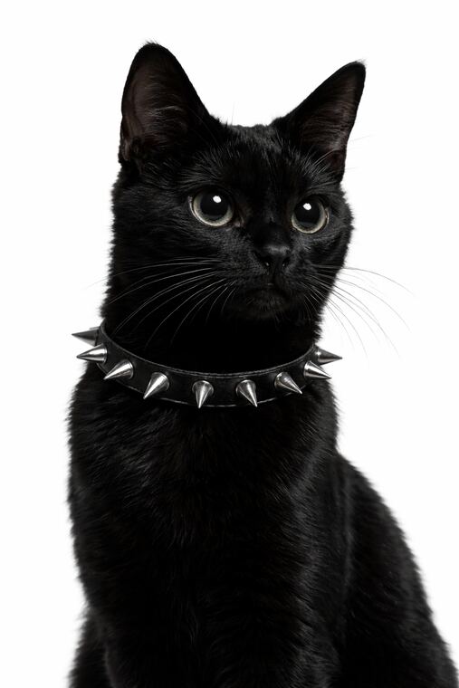 The Blep Collectible — alternate portrait