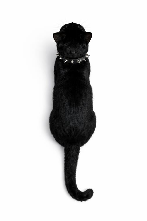 Nior Portrait Tee — top-down view